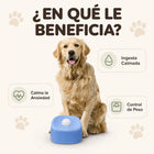 Perro lamiendo un plato lamedor antiestrés YoguiPet