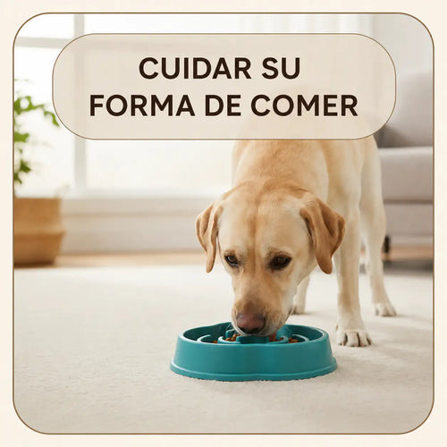 CalmaPet plato antiestrés de alimentación lenta para perros y gatos