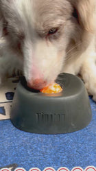 Plato lamedor antiestrés YoguiPet celeste para perros con bolita giratoria, video